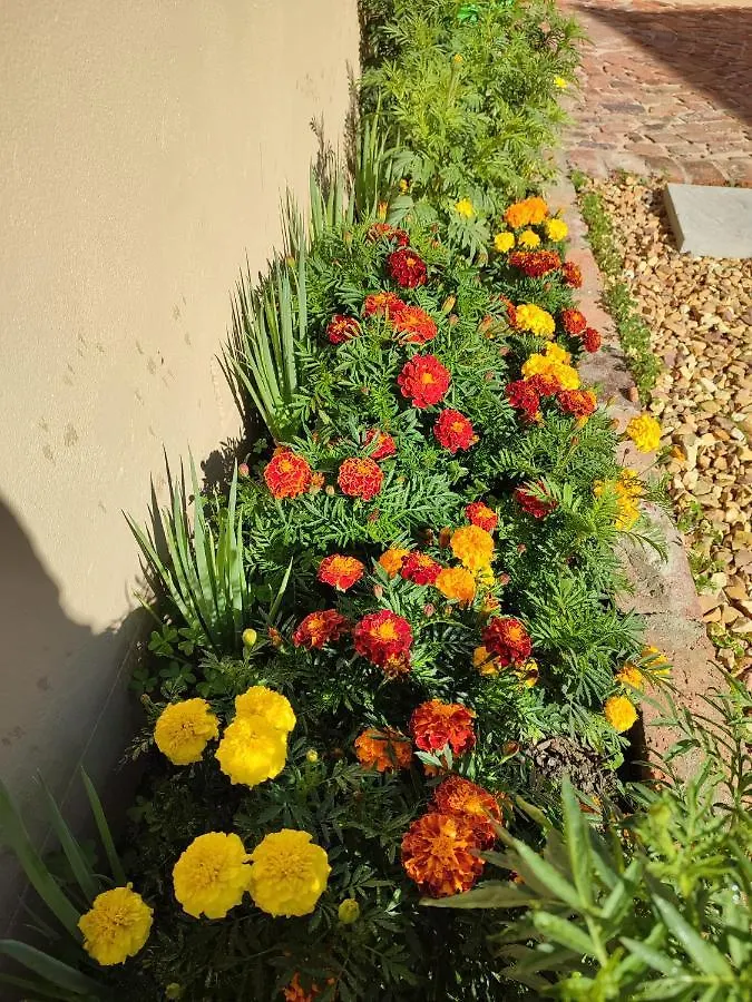 Marigold Hotel Brackenfell Guest house